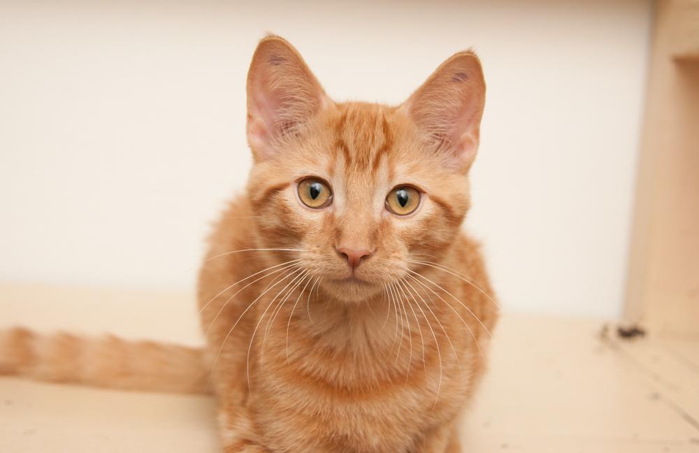 Enlarge Citrus (gets aopted with Pumpkin), a Adoptable Tabby in Westminster, CO image 4/4