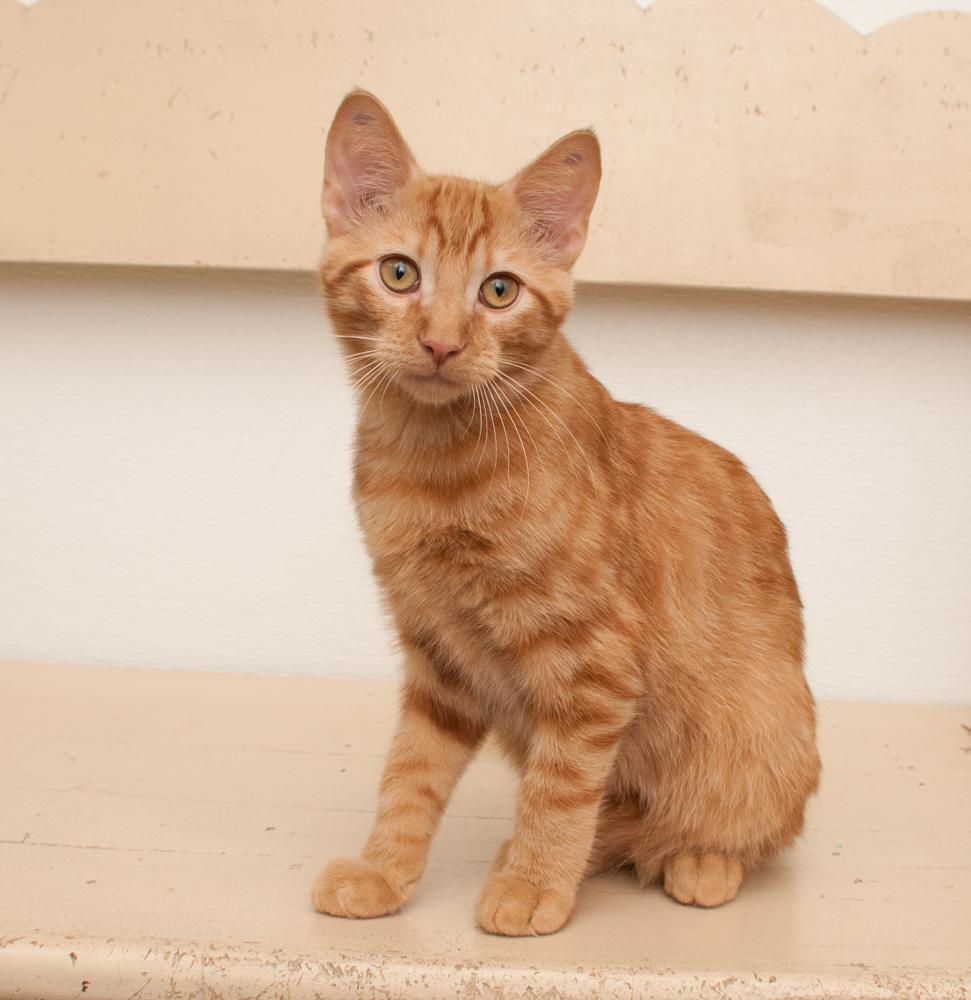 Enlarge Citrus (gets aopted with Pumpkin), a Adoptable Tabby in Westminster, CO image 2/4