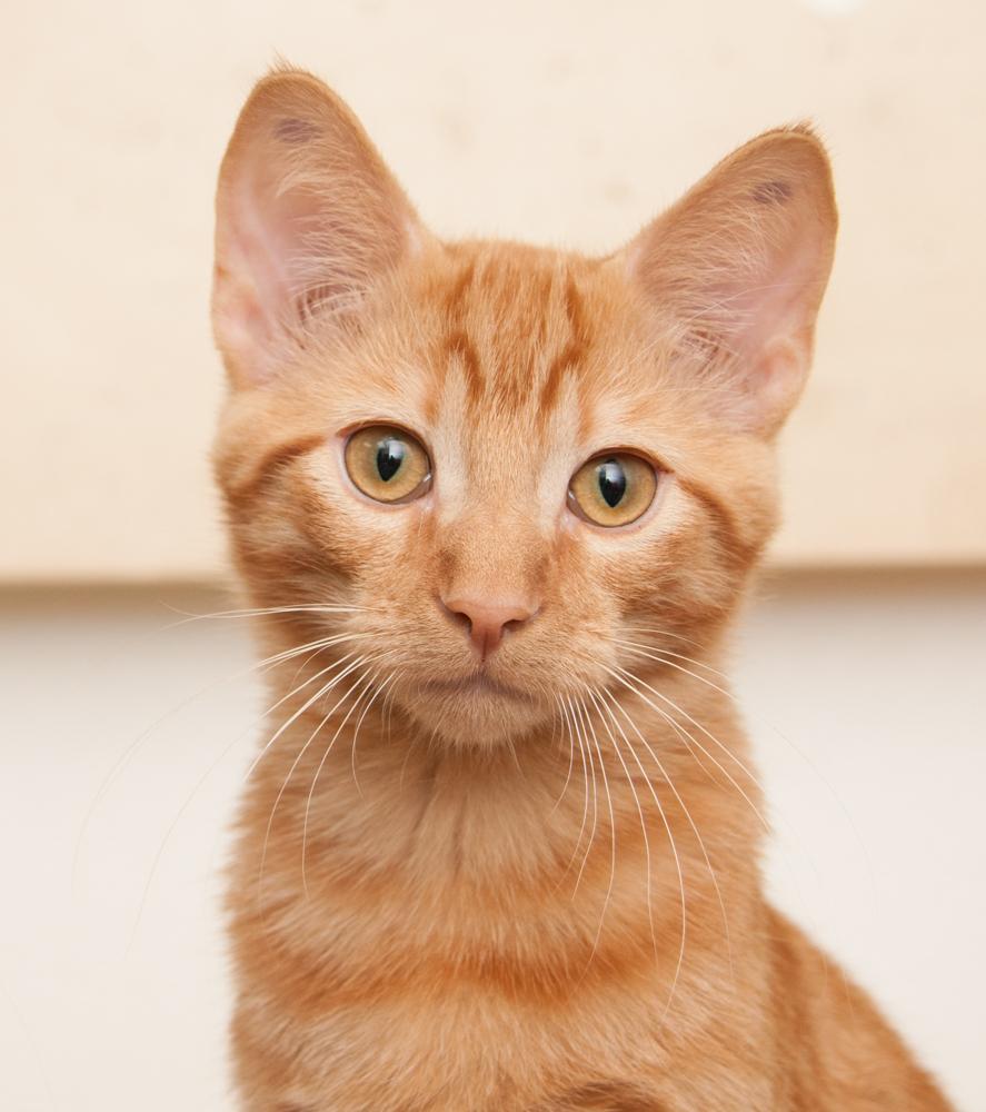 Citrus (gets aopted with Pumpkin), Adoptable, Kitten Male Tabby.
