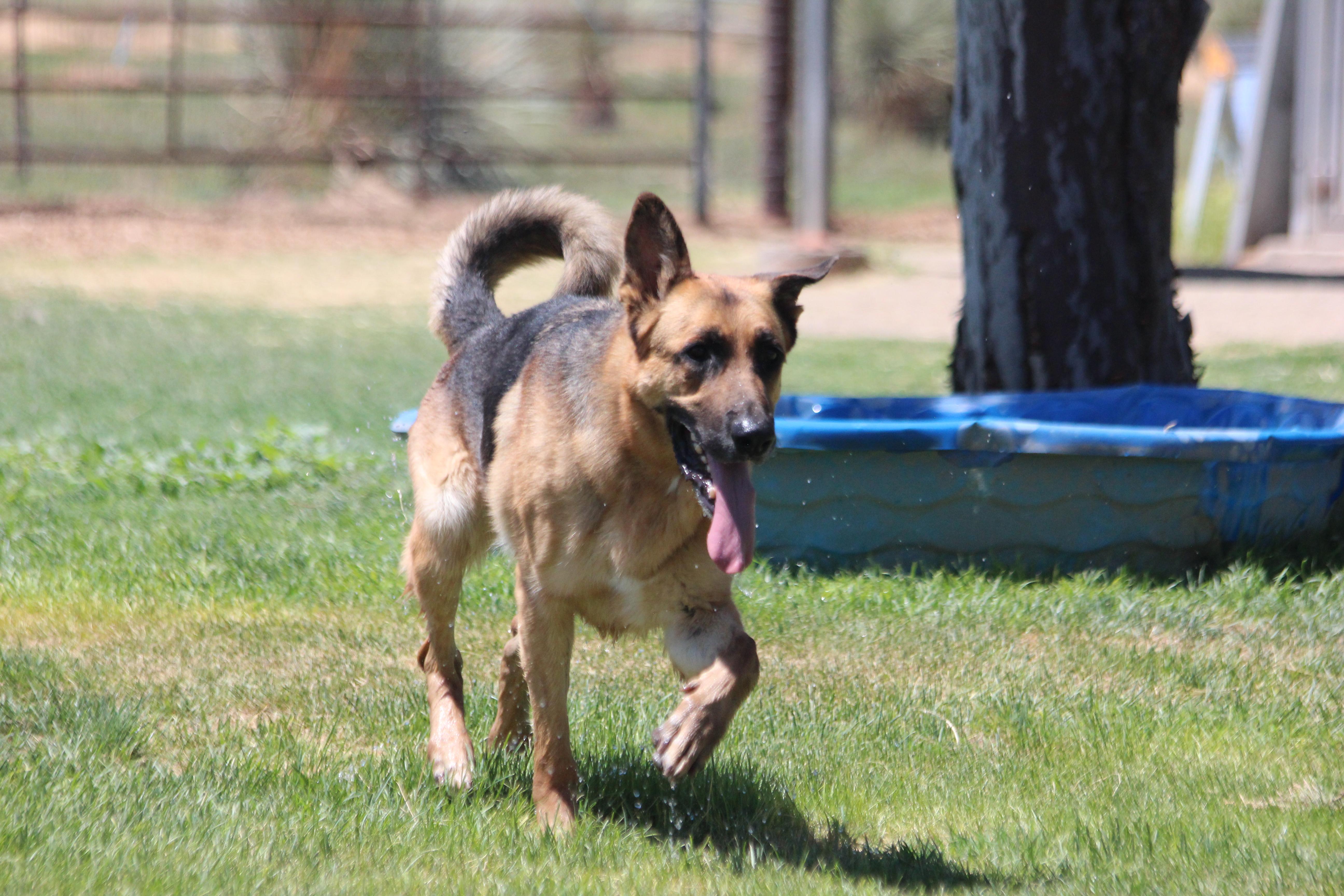 BARRY, an adoptable German Shepherd Dog in Pearce, AZ, 85625 | Photo Image 3