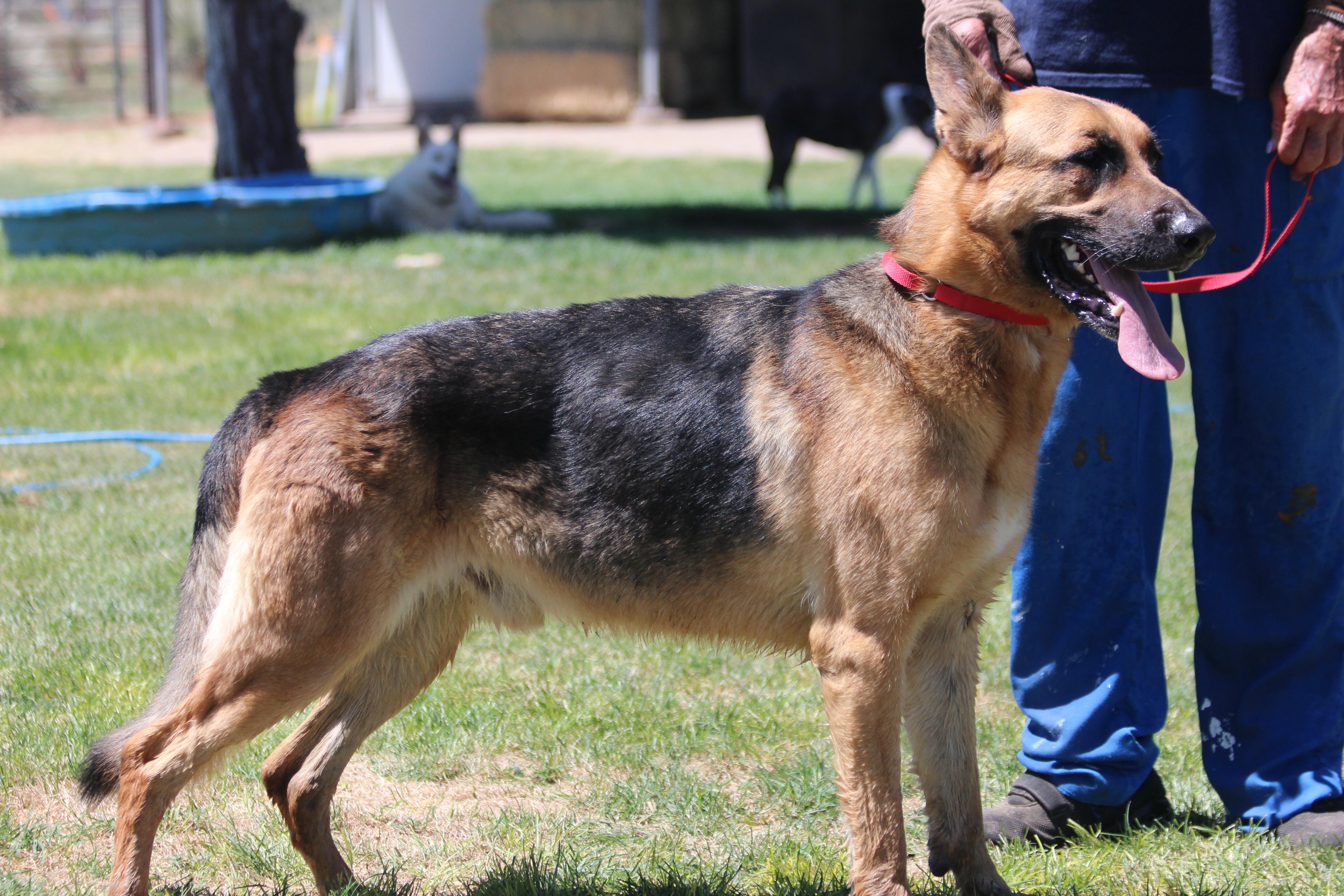 BARRY, a Adoptable German Shepherd Dog in Pearce, AZ image 4/6