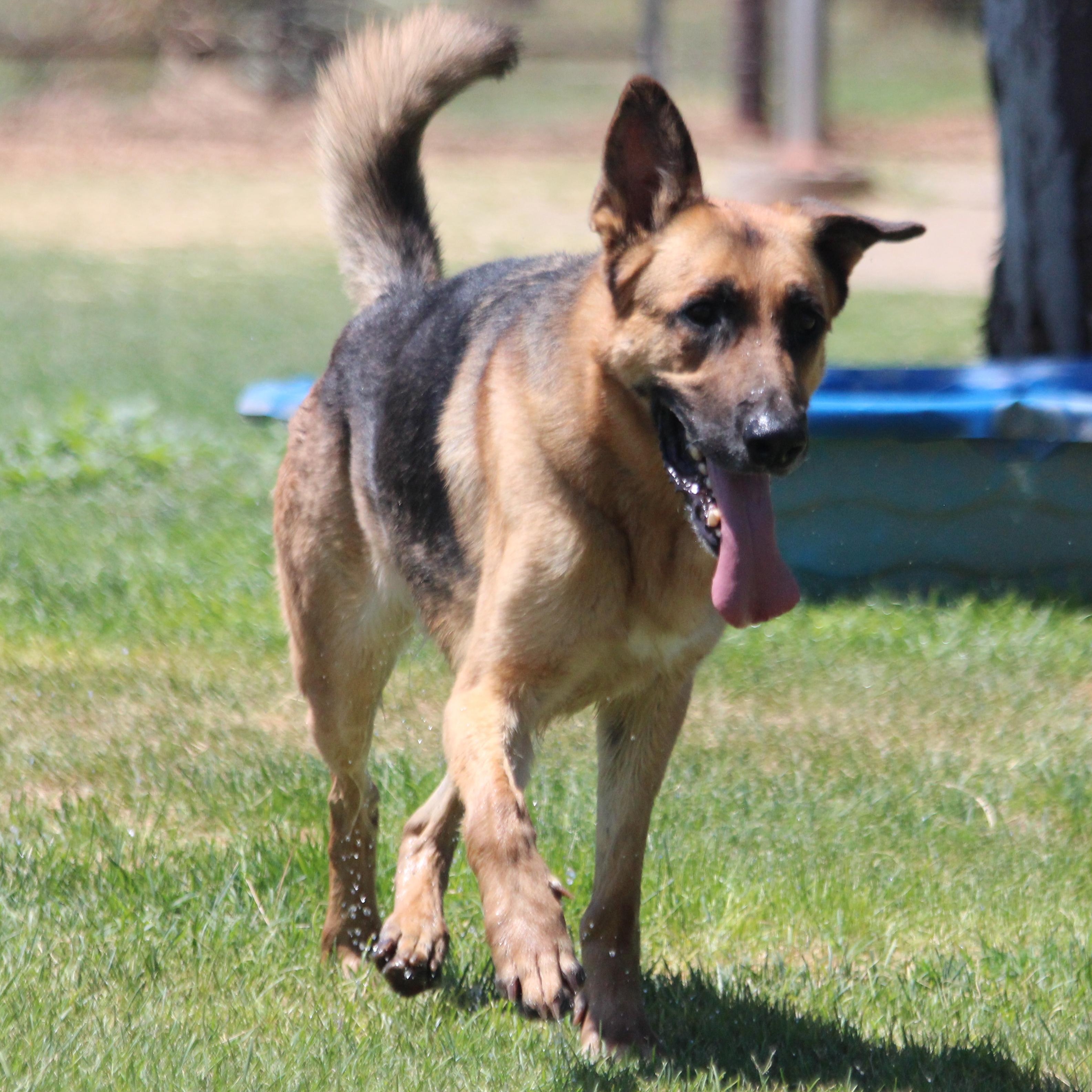 BARRY, an adoptable German Shepherd Dog in Pearce, AZ, 85625 | Photo Image 2