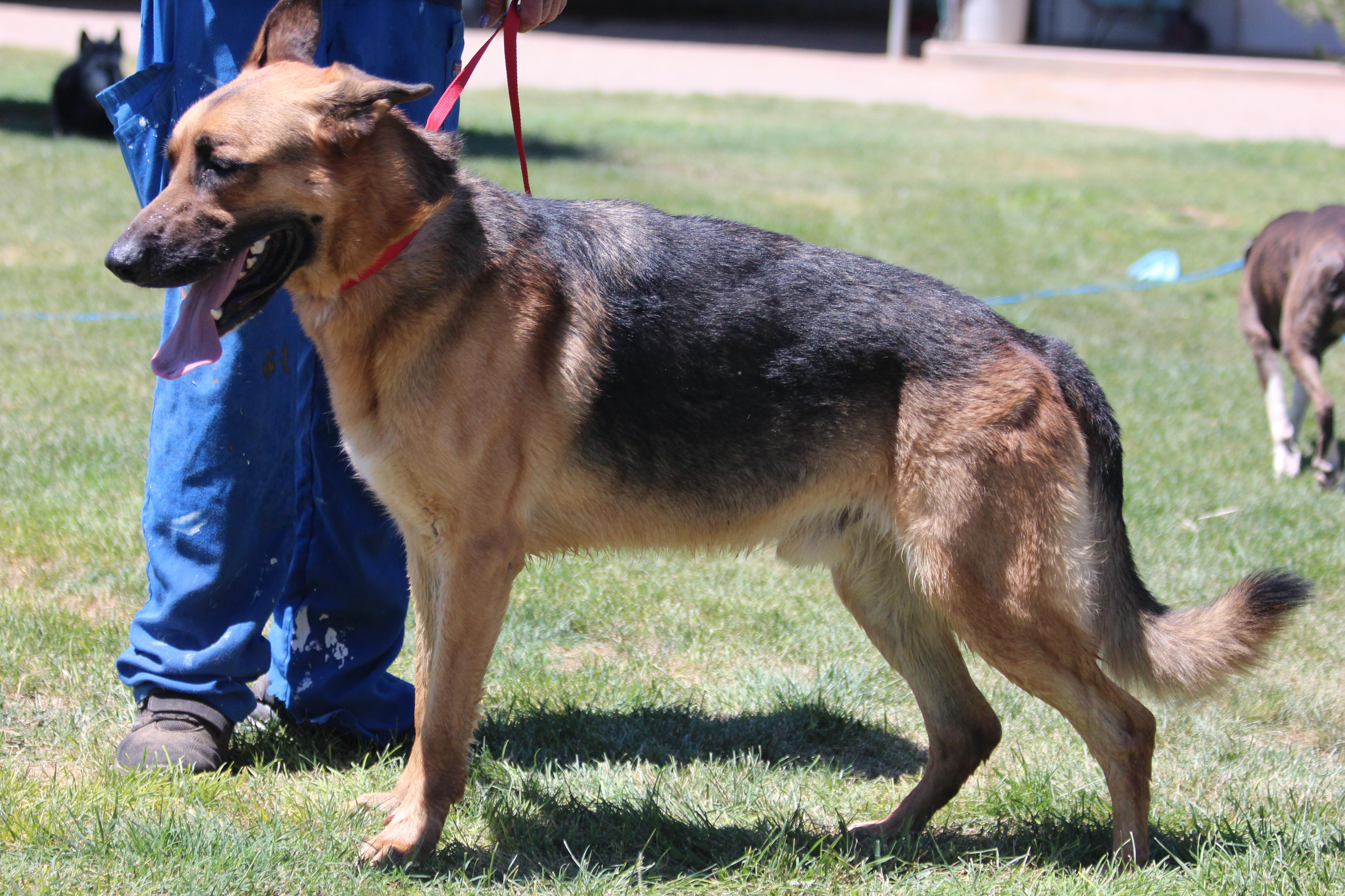 BARRY, a Adoptable German Shepherd Dog in Pearce, AZ image 5/6