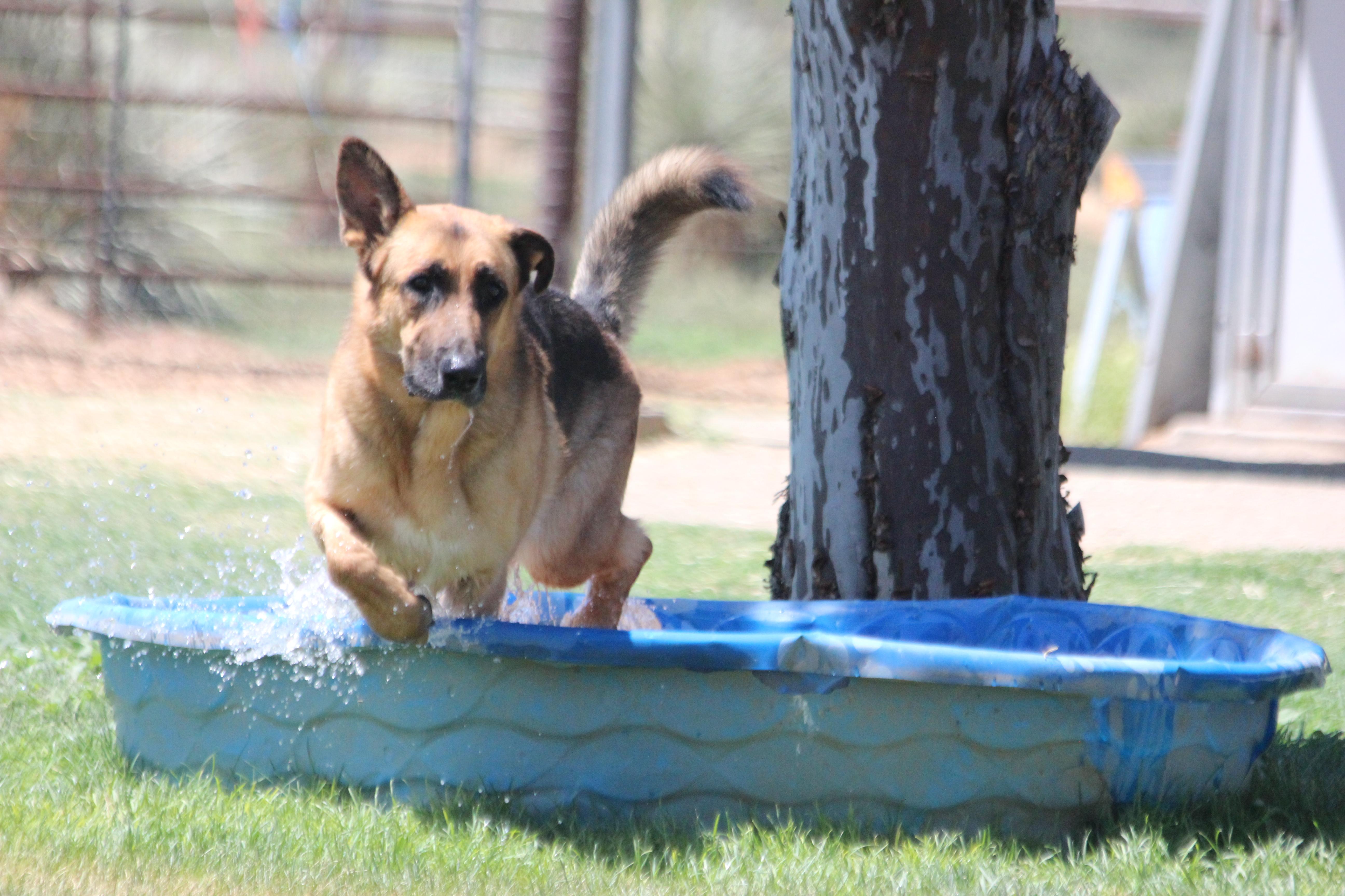 BARRY, an adoptable German Shepherd Dog in Pearce, AZ, 85625 | Photo Image 6