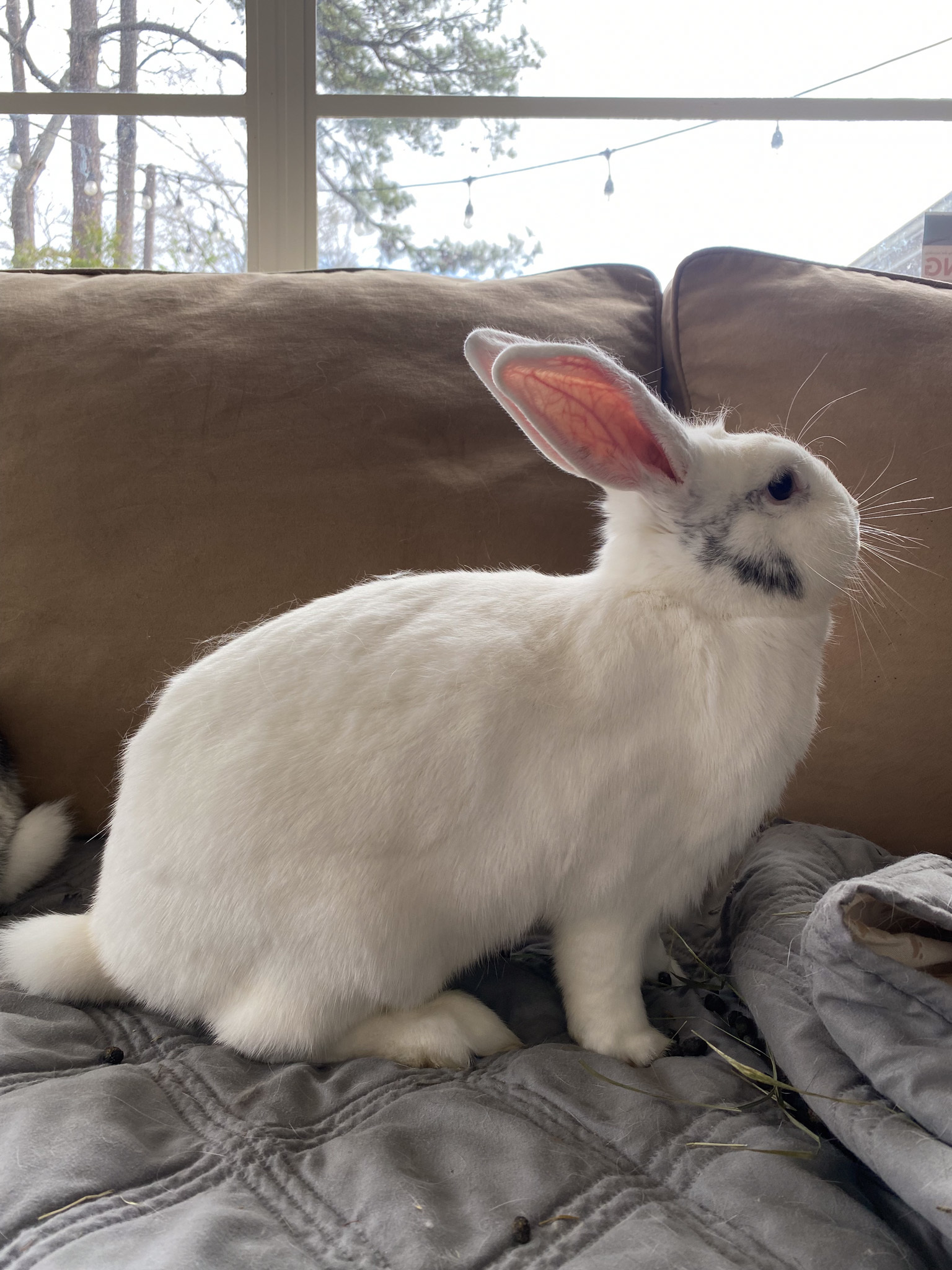 Enlarge Maggie and Harley, a Adoptable mixed breed in Birmingham, AL image 1/13