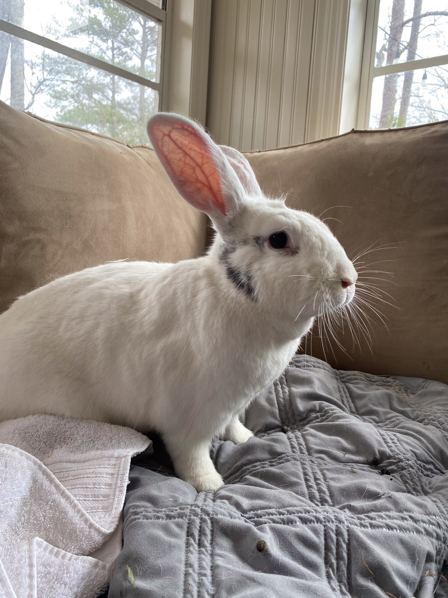Enlarge Maggie and Harley, a Adoptable mixed breed in Birmingham, AL image 2/13