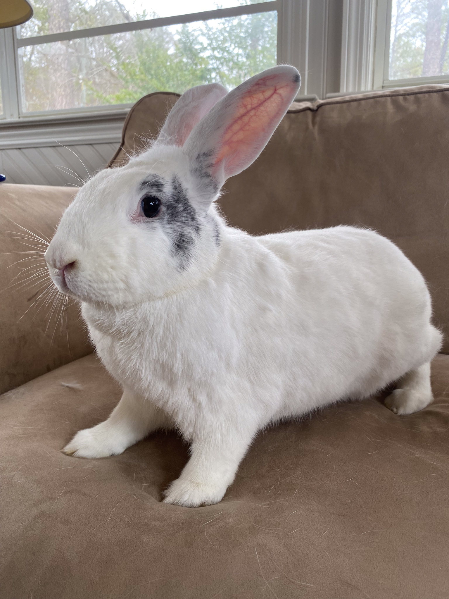Enlarge Maggie and Harley, a Adoptable mixed breed in Birmingham, AL image 4/13