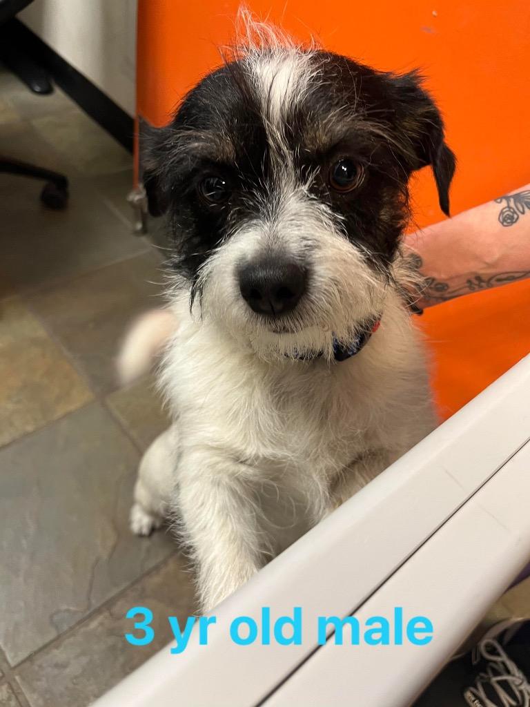 Rascal, Adopted, Adult Male Terrier.