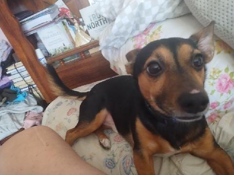 Milo, a Adoptable mixed breed in South Royalton, VT image 1/2