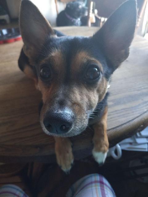 Milo, a Adoptable mixed breed in South Royalton, VT image 2/2