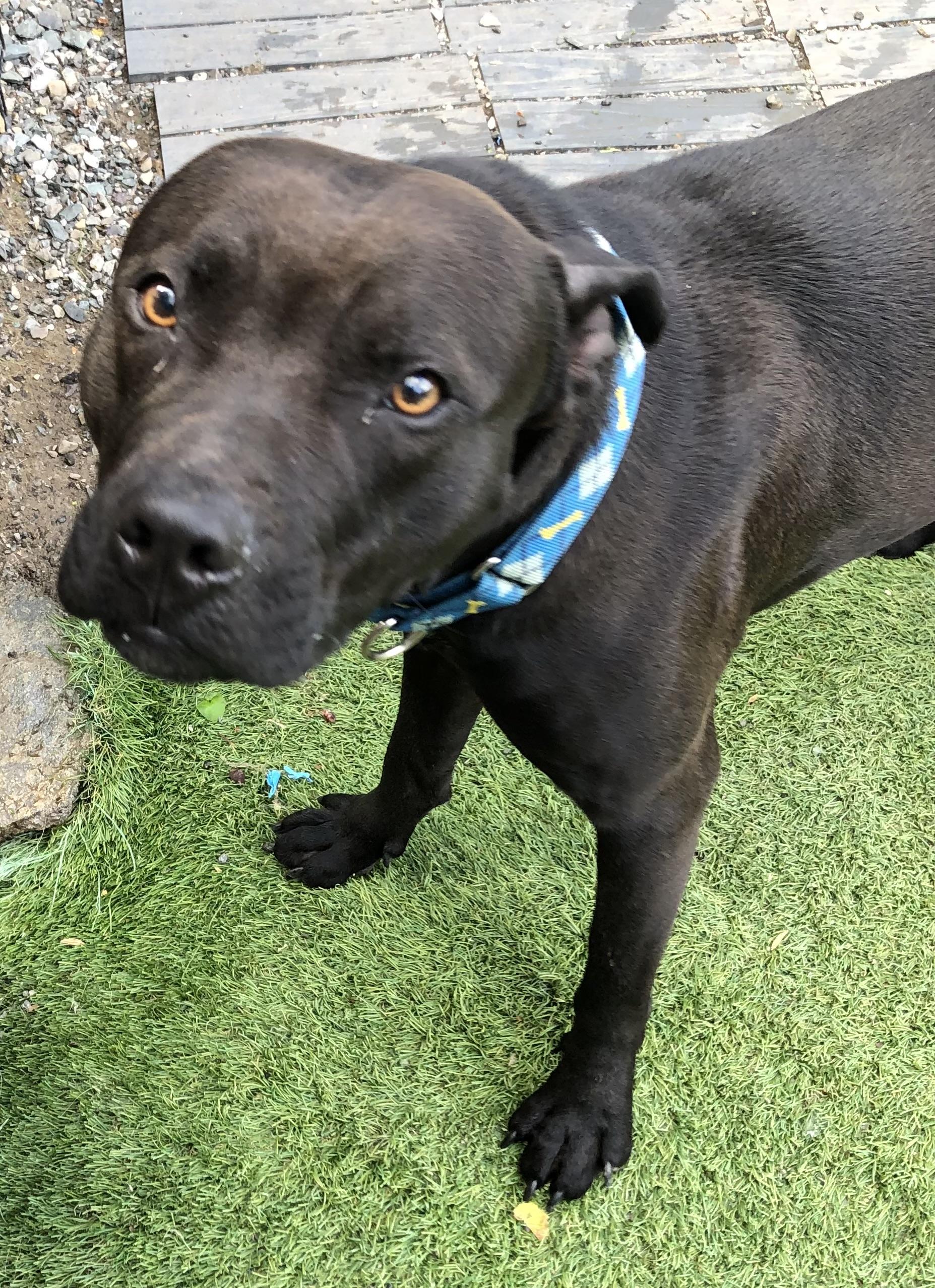 Moe, an adoptable Staffordshire Bull Terrier Mix in Clifton Park, NY_image-1
