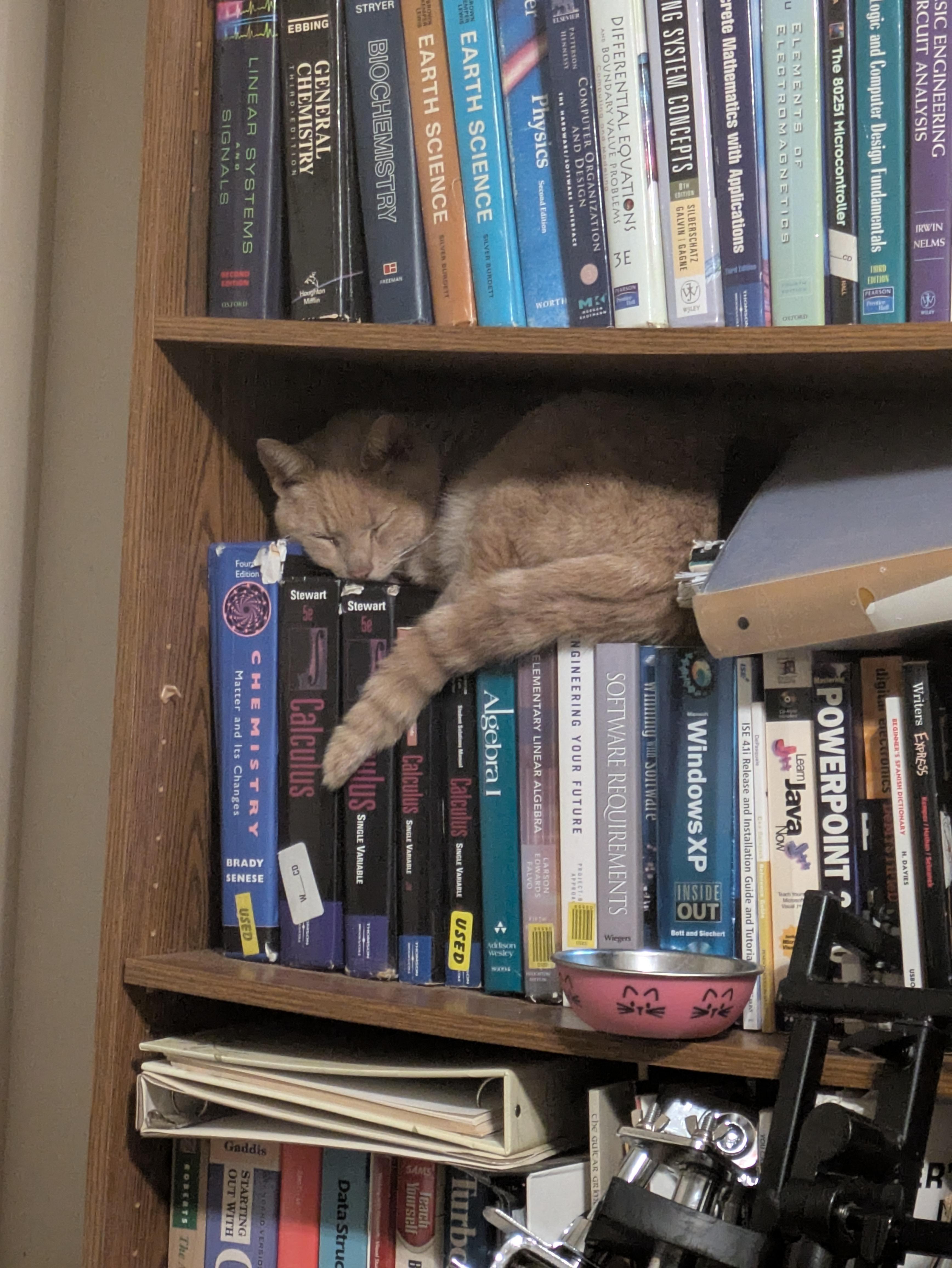 Chedda & Mel, a Adoptable Domestic Short Hair in Great Mills, MD image 2/3