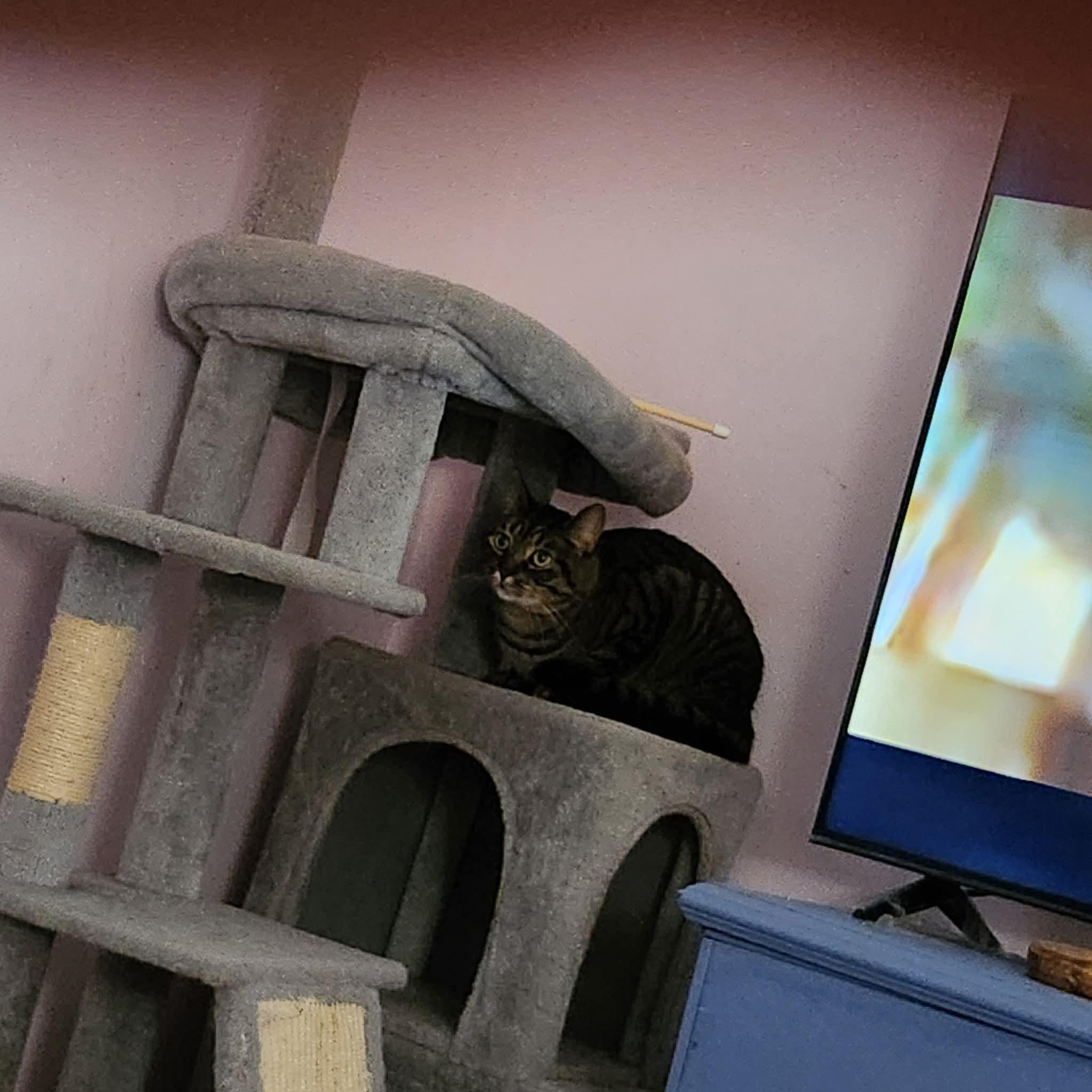 Chedda & Mel, a Adoptable Domestic Short Hair in Great Mills, MD image 3/3