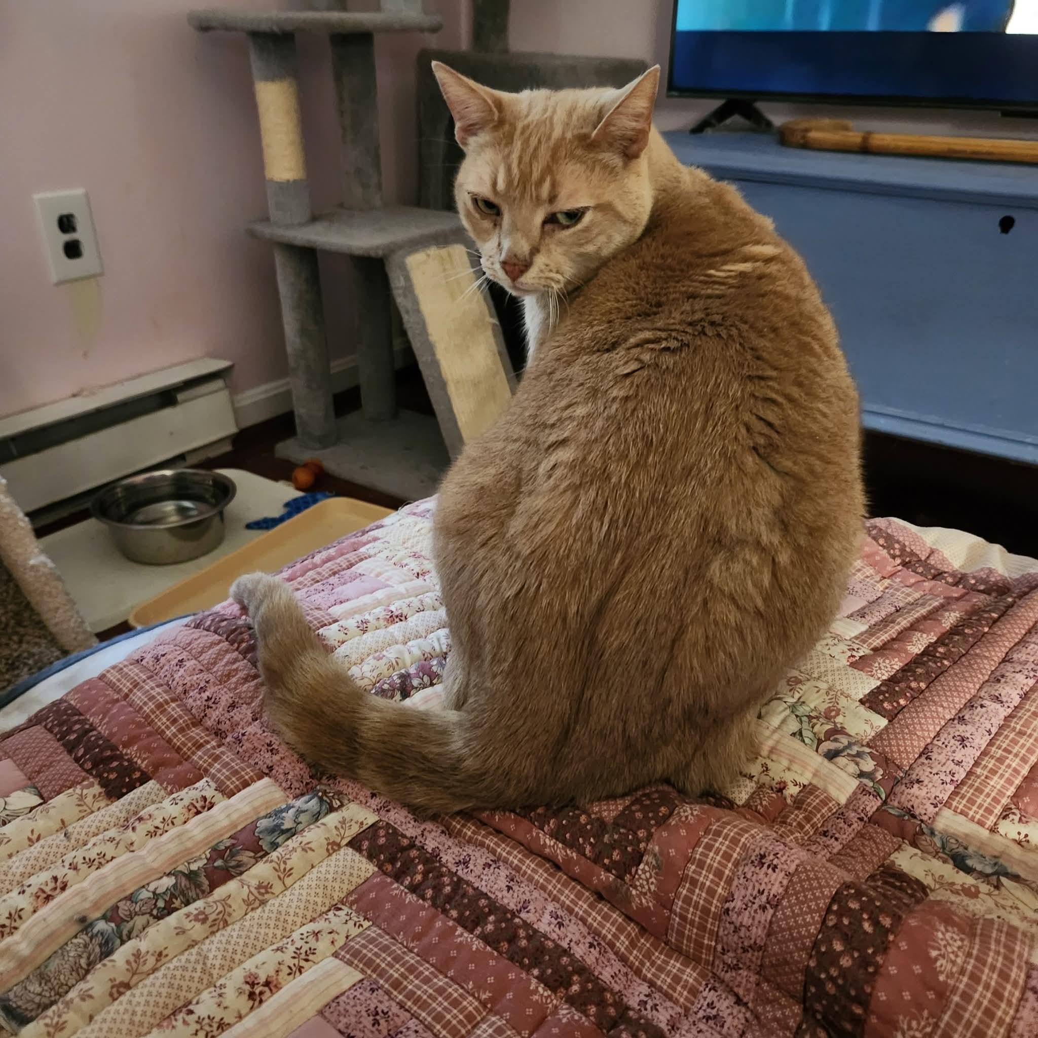 Chedda & Mel, Adoptable, Adult Male Domestic Short Hair.