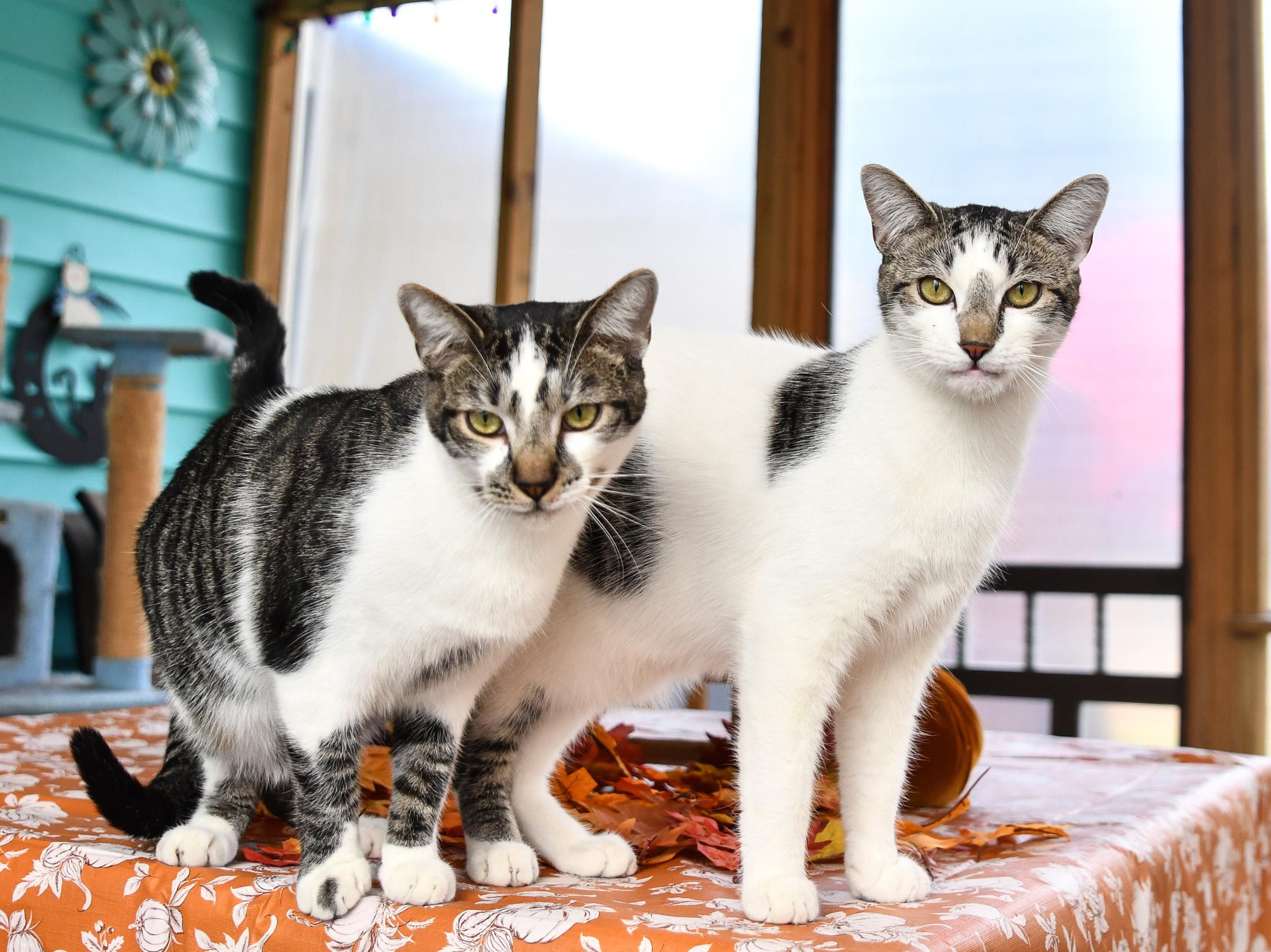Angus and Moo, Adoptable, Young Male Domestic Short Hair.