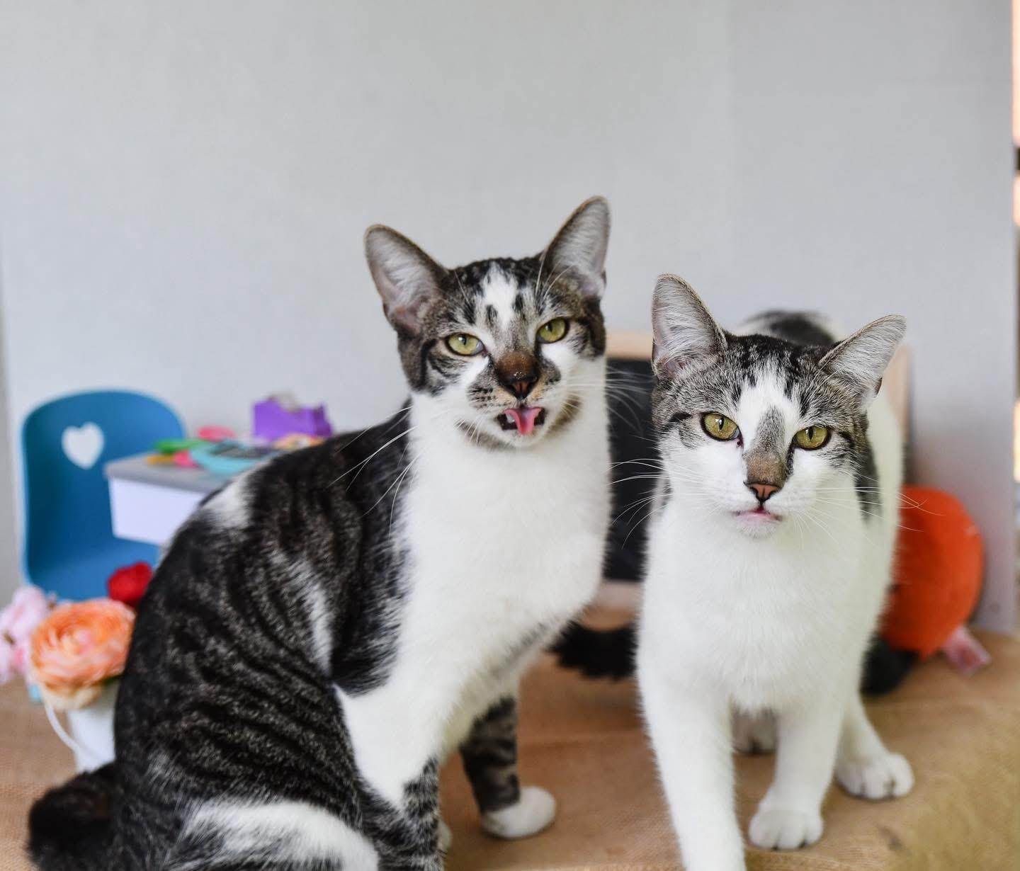 Enlarge Angus and Moo, a Adoptable Domestic Short Hair in Hermitage, PA image 2/5