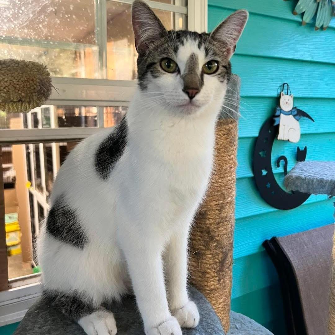 Enlarge Angus and Moo, a Adoptable Domestic Short Hair in Hermitage, PA image 3/5