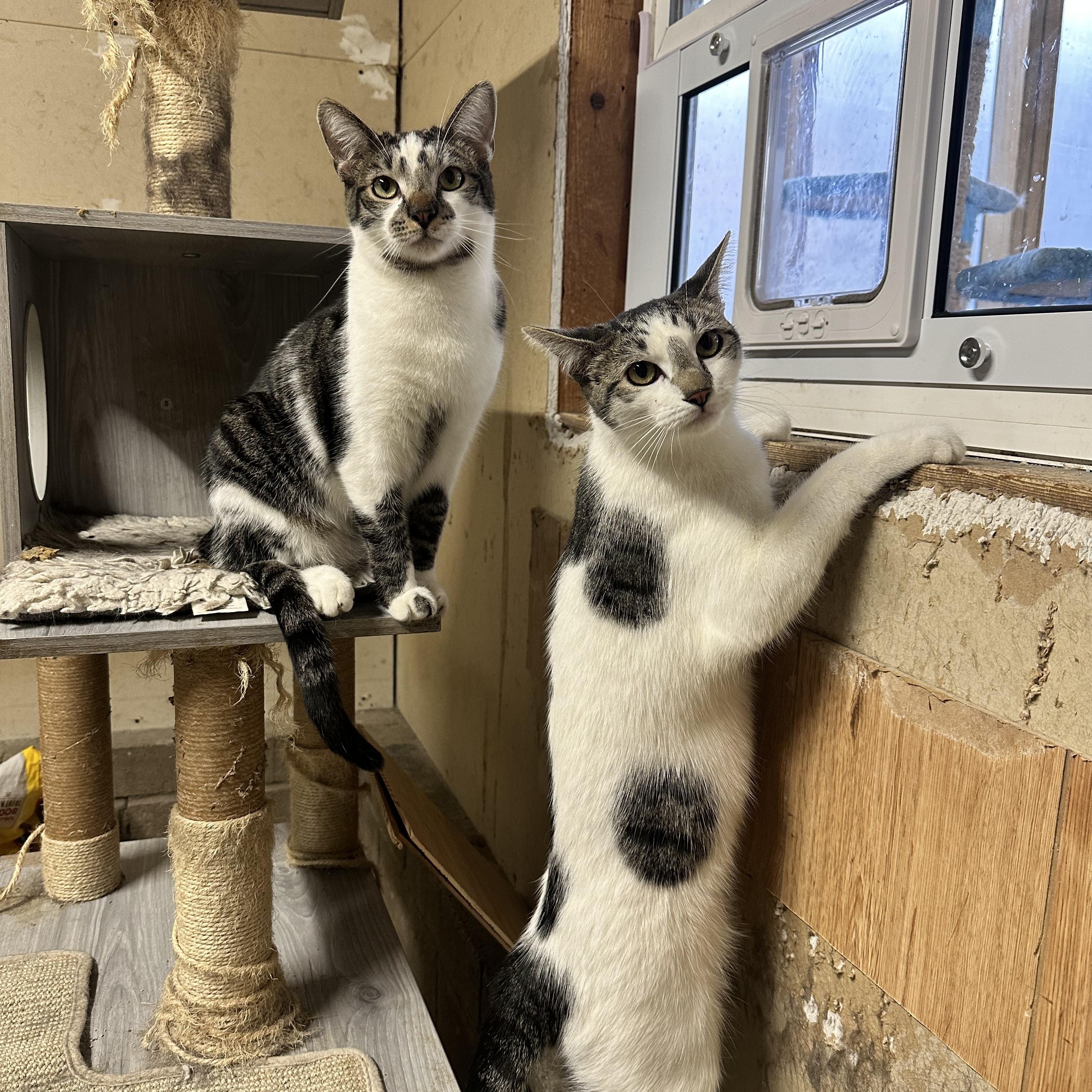 Enlarge Angus and Moo, a Adoptable Domestic Short Hair in Hermitage, PA image 4/5