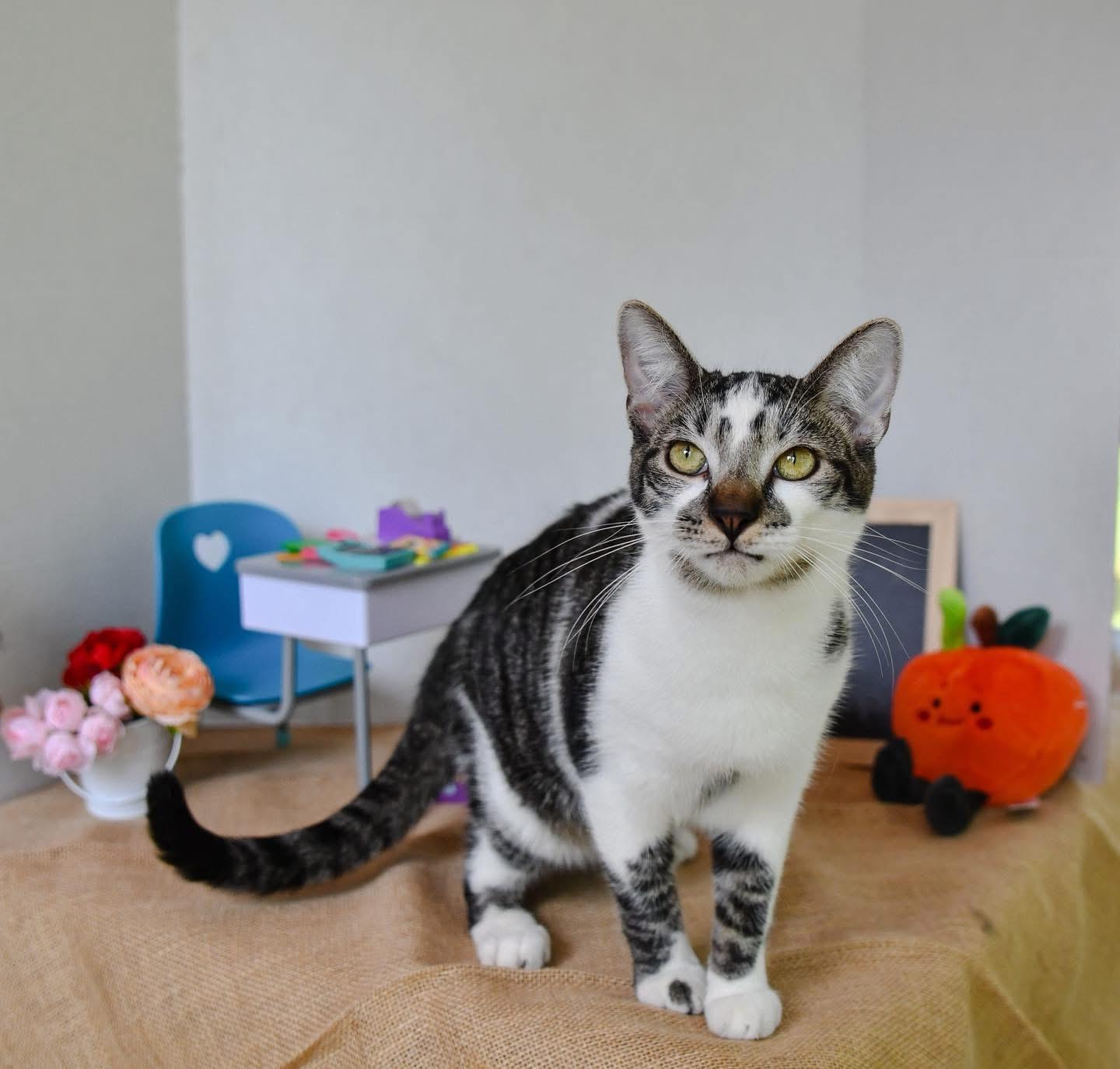 Enlarge Angus and Moo, a Adoptable Domestic Short Hair in Hermitage, PA image 5/5
