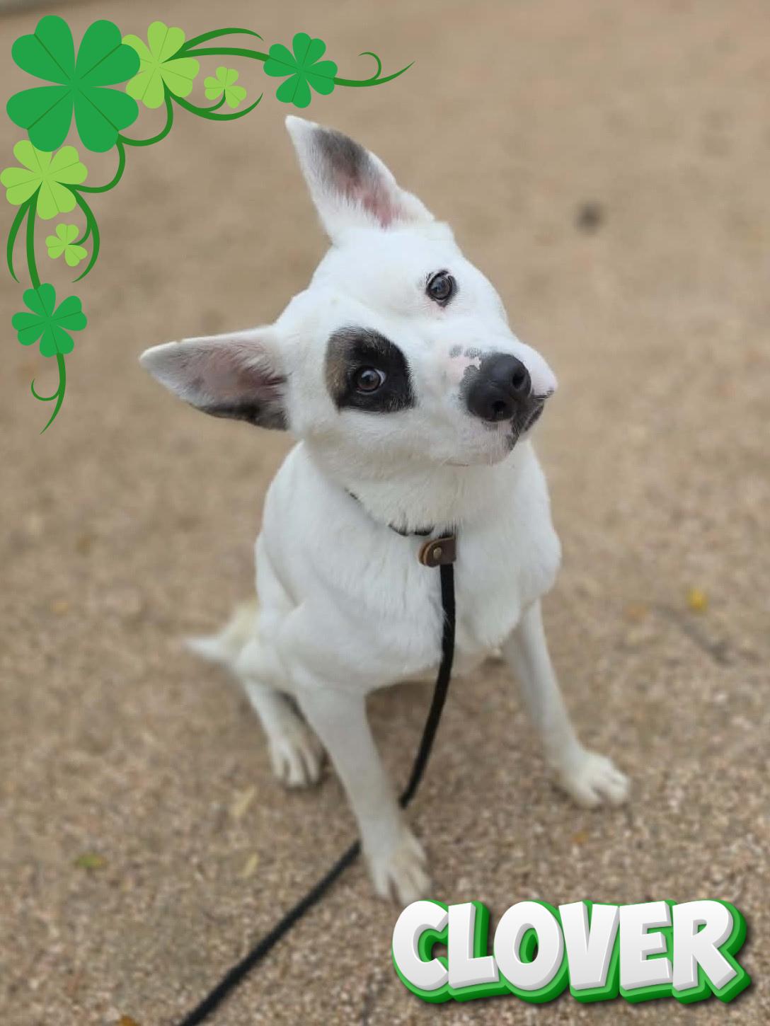 Clover, ADOPTABLE, Young Male Husky.
