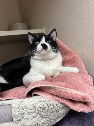 Enlarge India, a ADOPTABLE Domestic Short Hair in Steamboat Springs, CO image 1/1