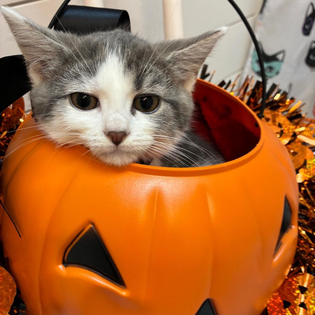 Enlarge Winifred Sanderson, a Adoptable Domestic Short Hair in Evansville, IN image 1/6