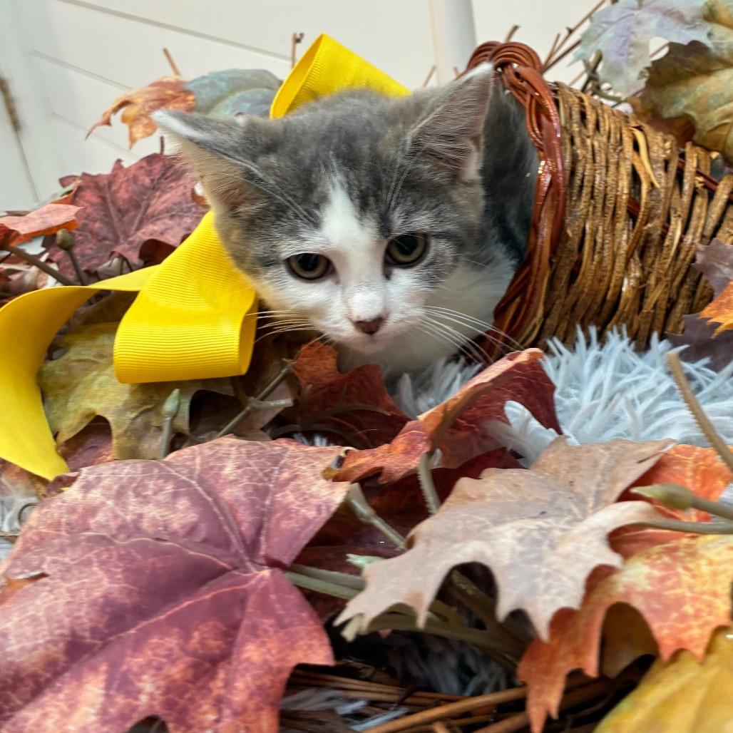 Enlarge Winifred Sanderson, a Adoptable Domestic Short Hair in Evansville, IN image 2/6
