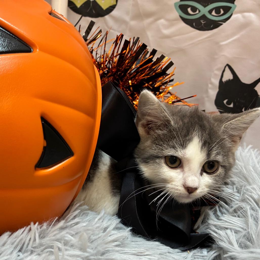 Enlarge Winifred Sanderson, a Adoptable Domestic Short Hair in Evansville, IN image 3/6