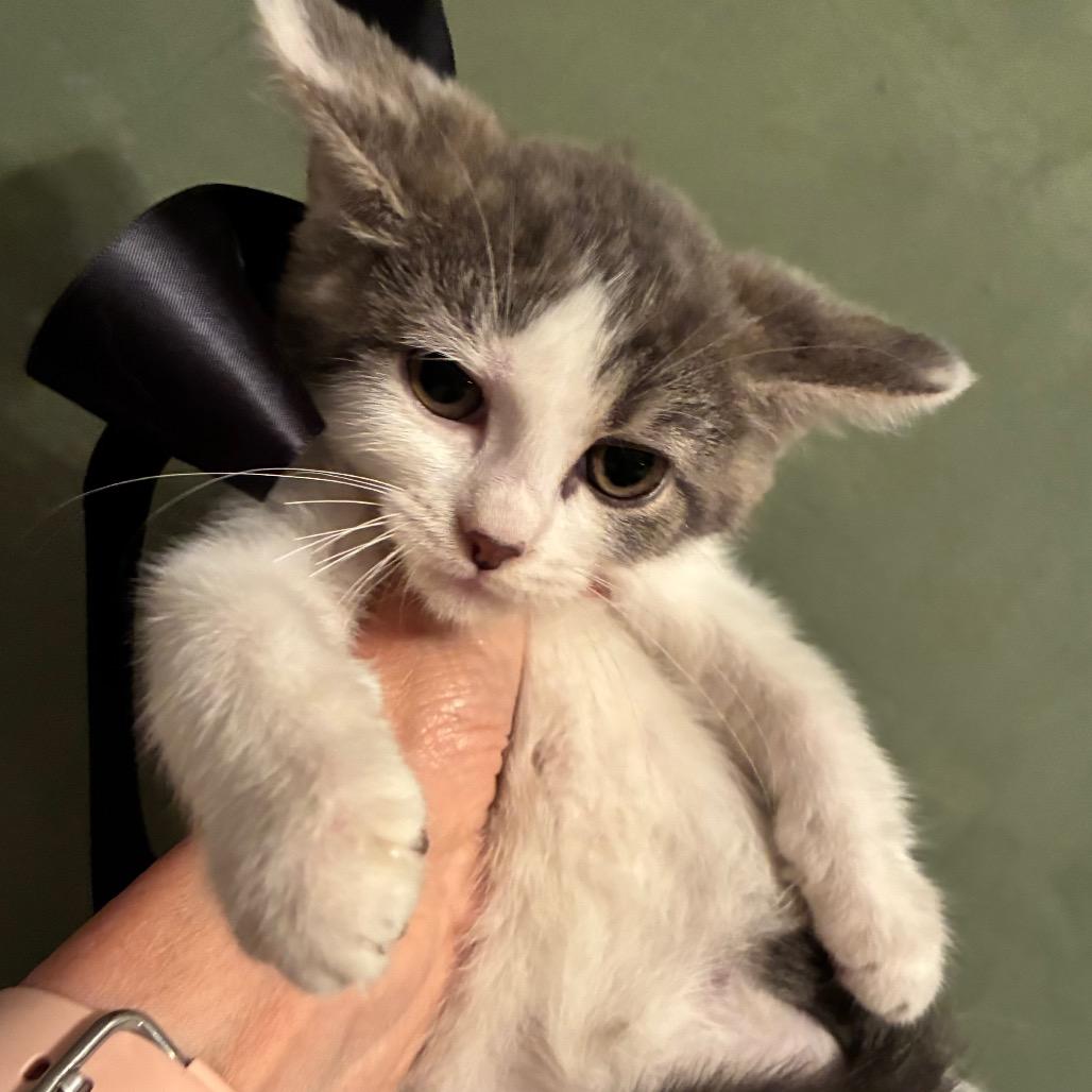 Enlarge Winifred Sanderson, a Adoptable Domestic Short Hair in Evansville, IN image 4/6