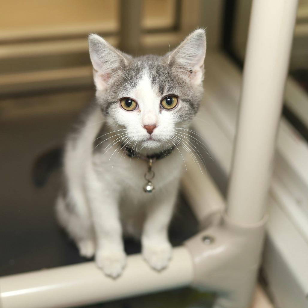 Enlarge Winifred Sanderson, a Adoptable Domestic Short Hair in Evansville, IN image 5/6