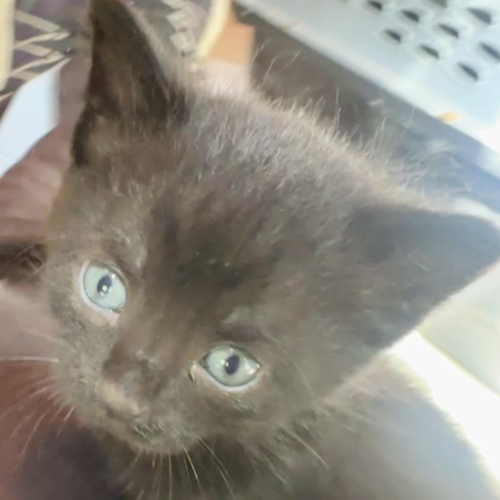 Enlarge Ollie, a Adoptable Domestic Short Hair in Saratoga Springs, NY image 1/3
