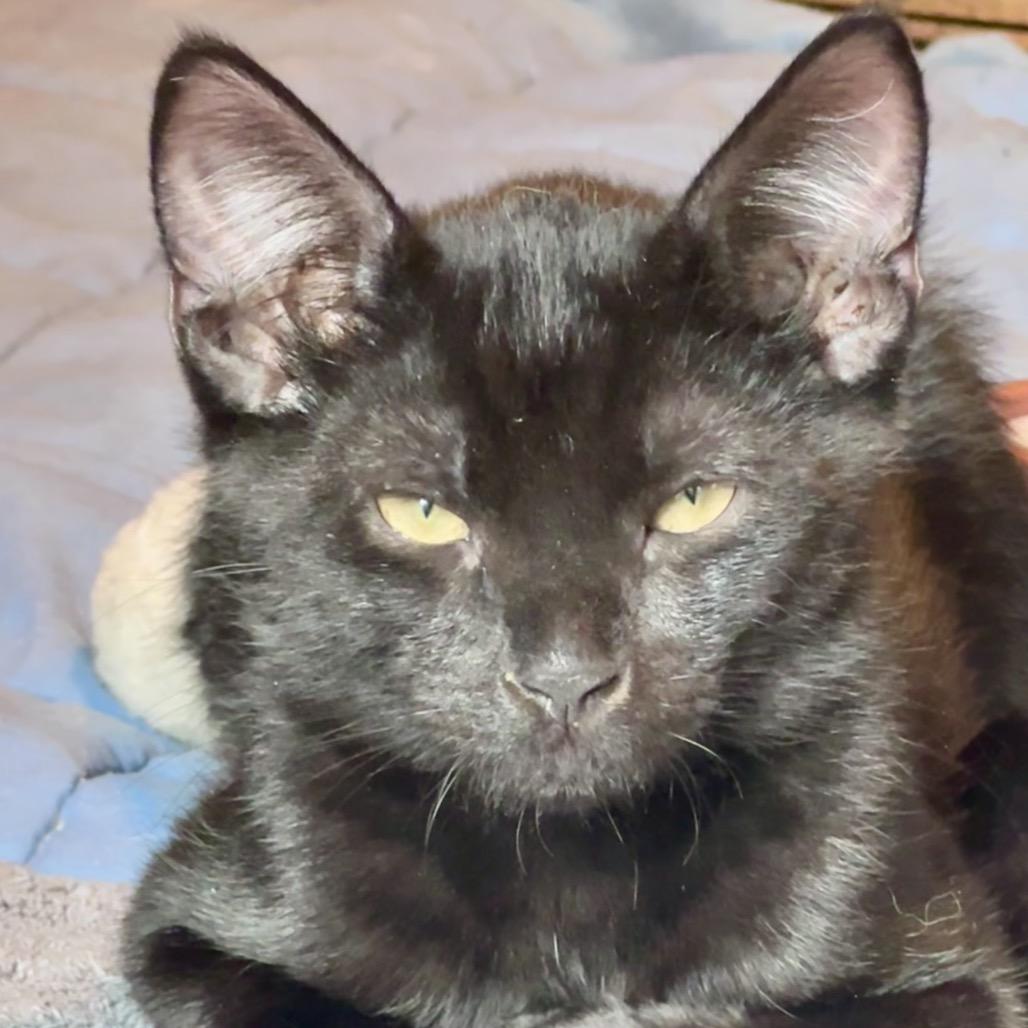 Enlarge Ollie, a Adoptable Domestic Short Hair in Saratoga Springs, NY image 2/3