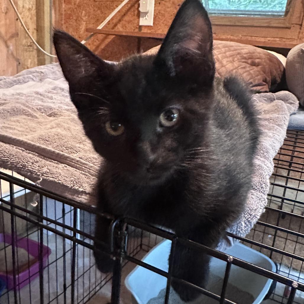 Enlarge Ollie, a Adoptable Domestic Short Hair in Saratoga Springs, NY image 3/3