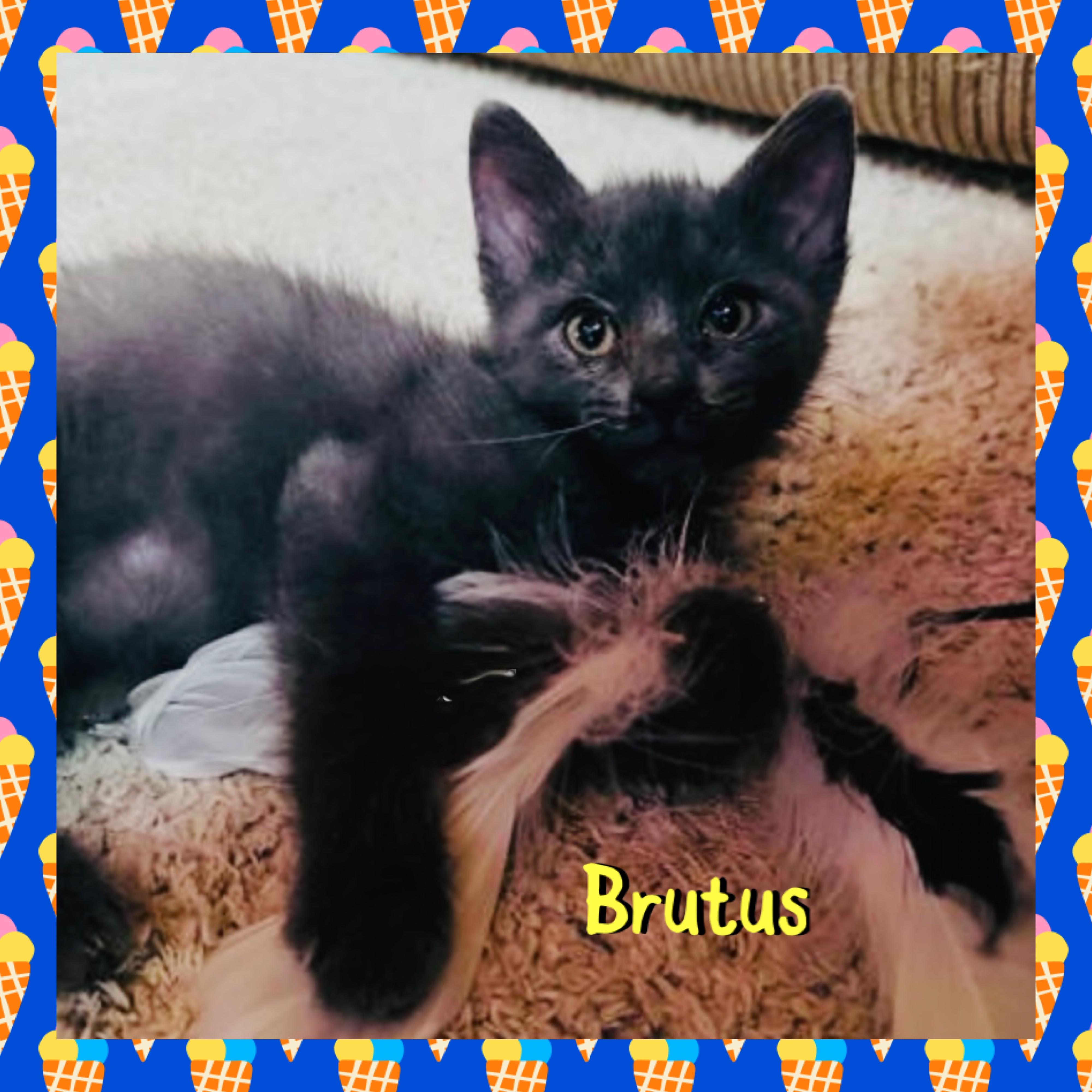 Brutus, ADOPTABLE, Kitten Male Domestic Short Hair.