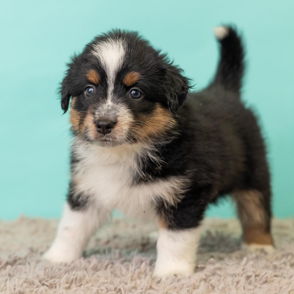 Enlarge Sweet Martha's, a Adoptable mixed breed in St. Paul, MN image 1/5