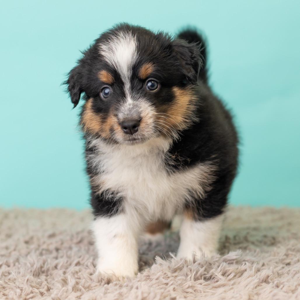 Enlarge Sweet Martha's, a Adoptable mixed breed in St. Paul, MN image 2/5