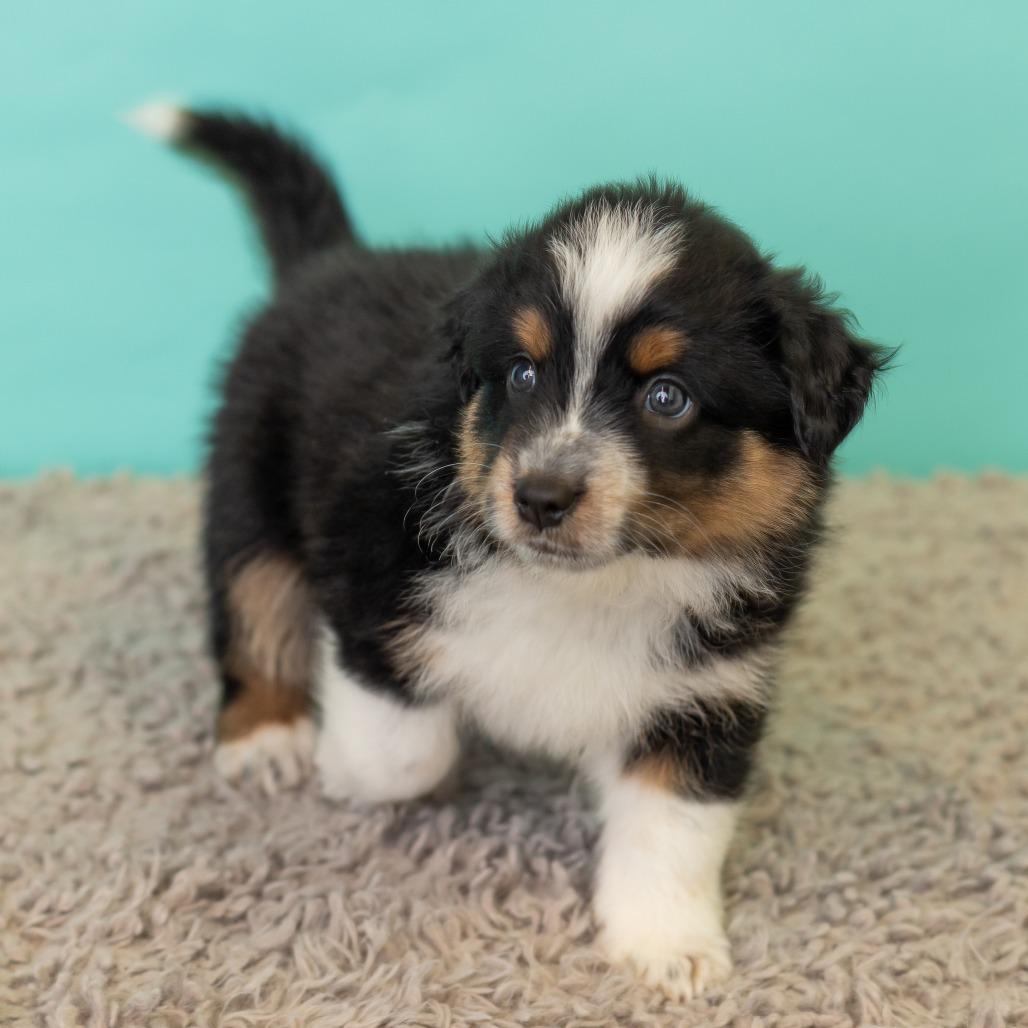 Enlarge Sweet Martha's, a Adoptable mixed breed in St. Paul, MN image 3/5