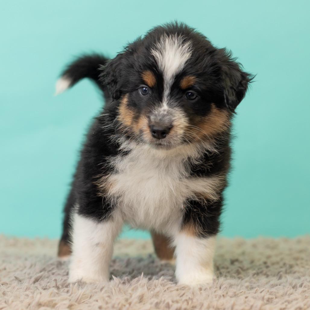 Enlarge Sweet Martha's, a Adoptable mixed breed in St. Paul, MN image 4/5