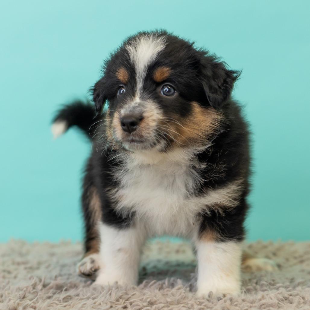 Enlarge Sweet Martha's, a Adoptable mixed breed in St. Paul, MN image 5/5