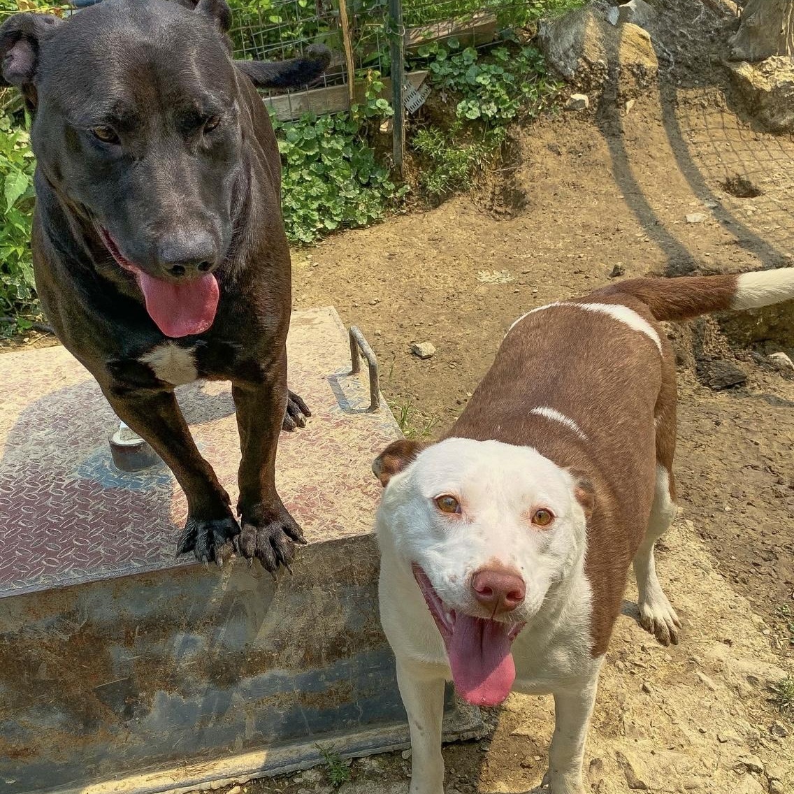 Dallas, a Adoptable mixed breed in Junction City, KY image 3/6