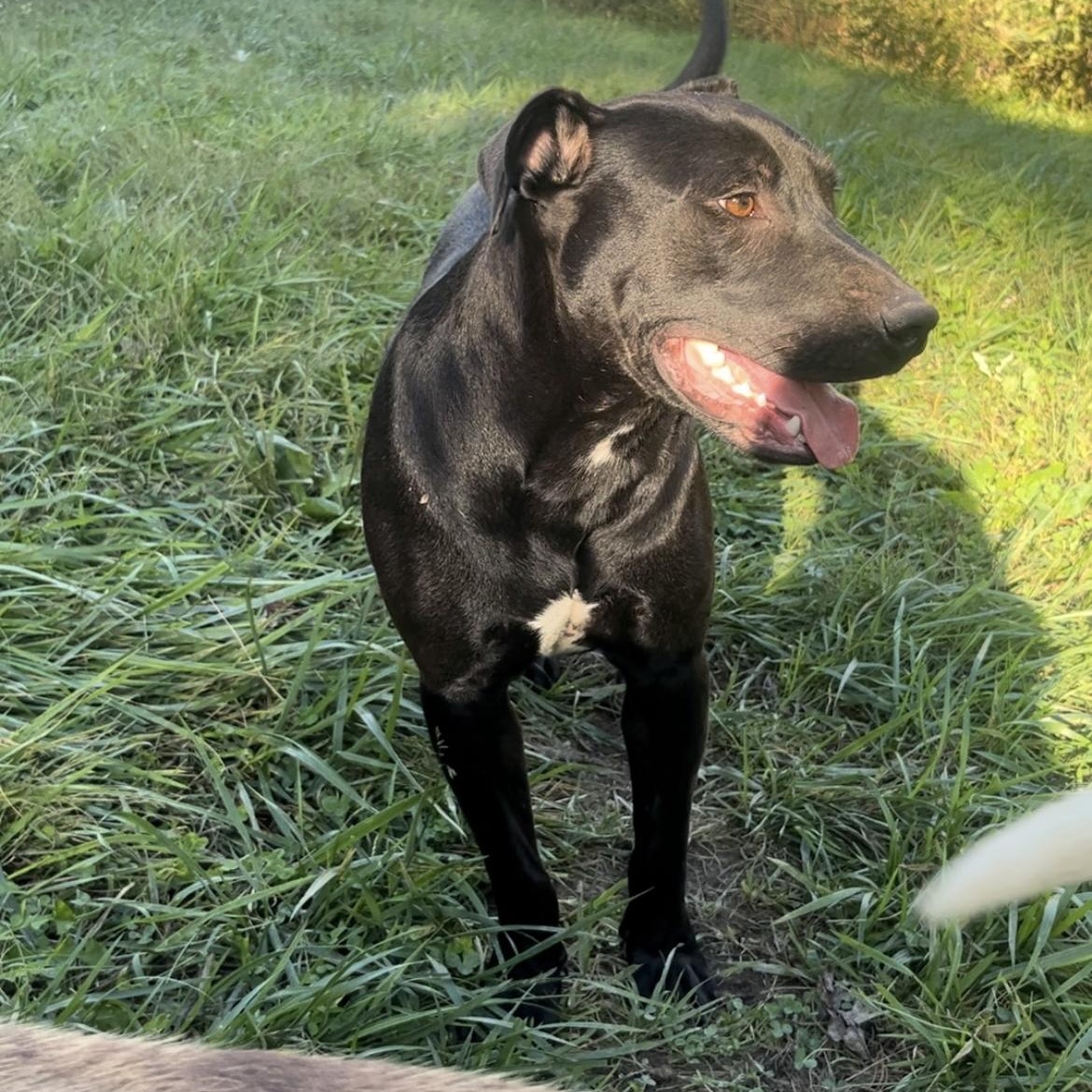 Dallas, a Adoptable mixed breed in Junction City, KY image 4/6