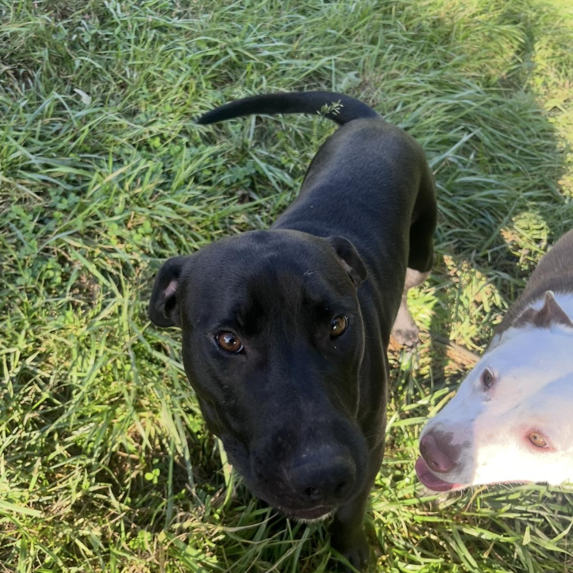 Dallas, a Adoptable mixed breed in Junction City, KY image 6/6