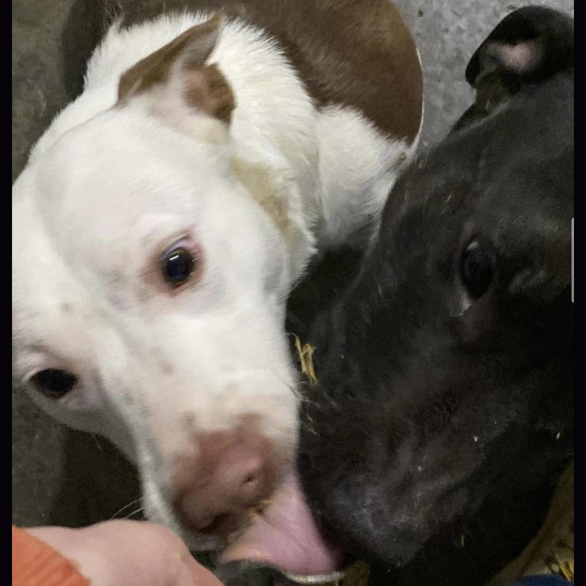 Dallas, a Adoptable mixed breed in Junction City, KY image 5/6