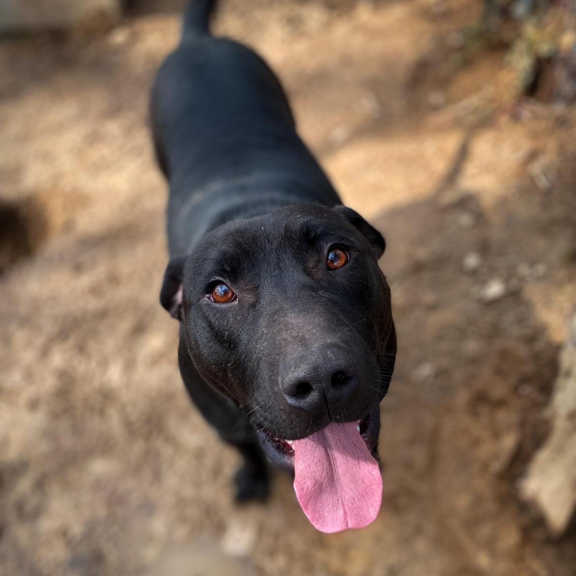 Dallas, Adult Male Black Labrador Retriever