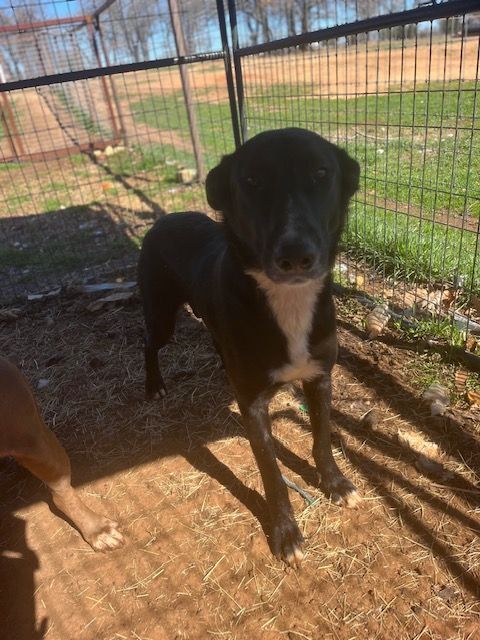 Shep , Adoptable, Adult Female Flat-Coated Retriever.