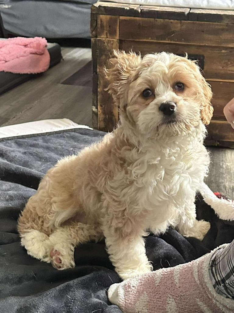 Enlarge Wally, a Adoptable Cockapoo in Toronto, ON image 1/1