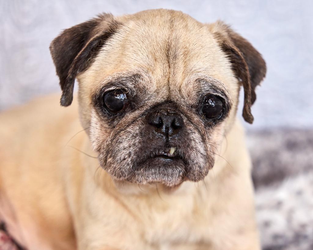 Enlarge Dumplin' *special needs*, a Adoptable Pug in Gardena, CA image 1/6