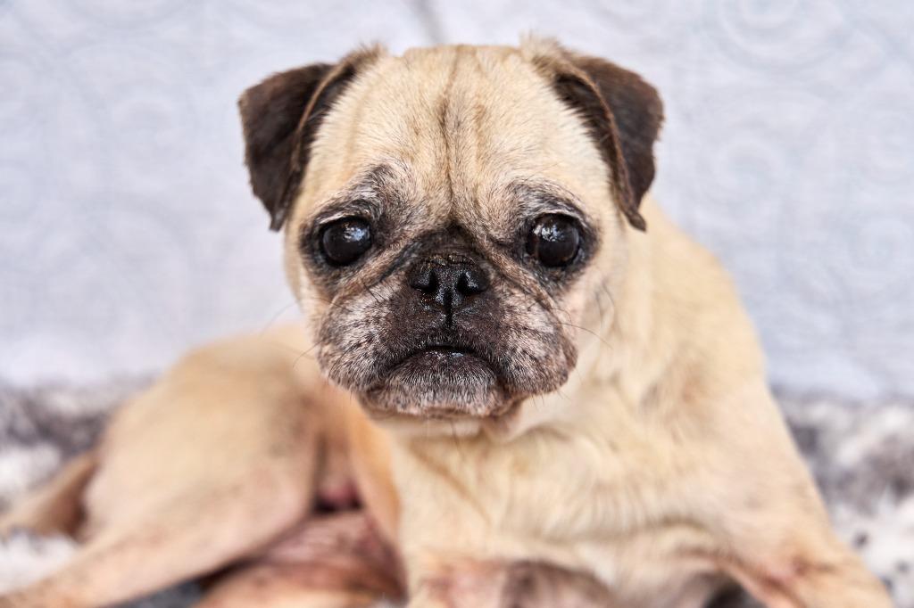 Enlarge Dumplin' *special needs*, a Adoptable Pug in Gardena, CA image 2/6
