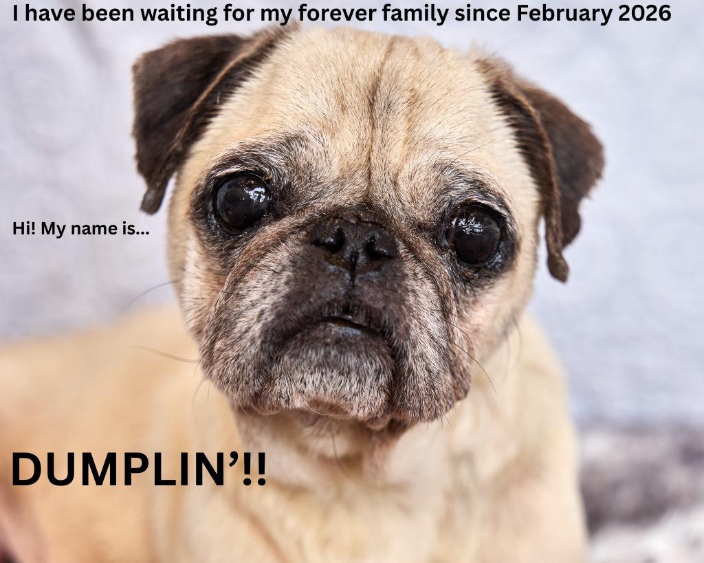 Enlarge Dumplin' *special needs*, a Adoptable Pug in Gardena, CA image 3/6