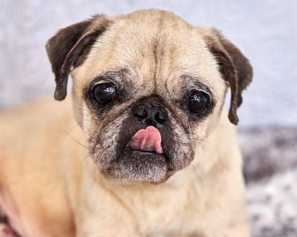 Enlarge Dumplin' *special needs*, a Adoptable Pug in Gardena, CA image 3/6